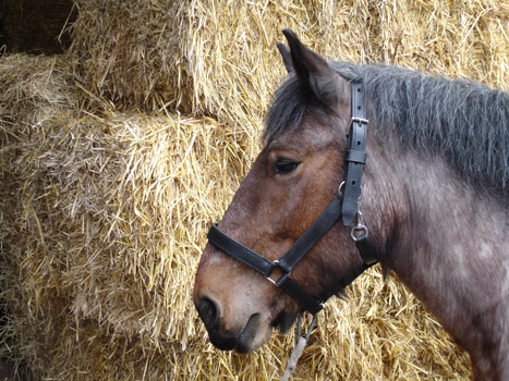 Lederen Trekpaard Halster