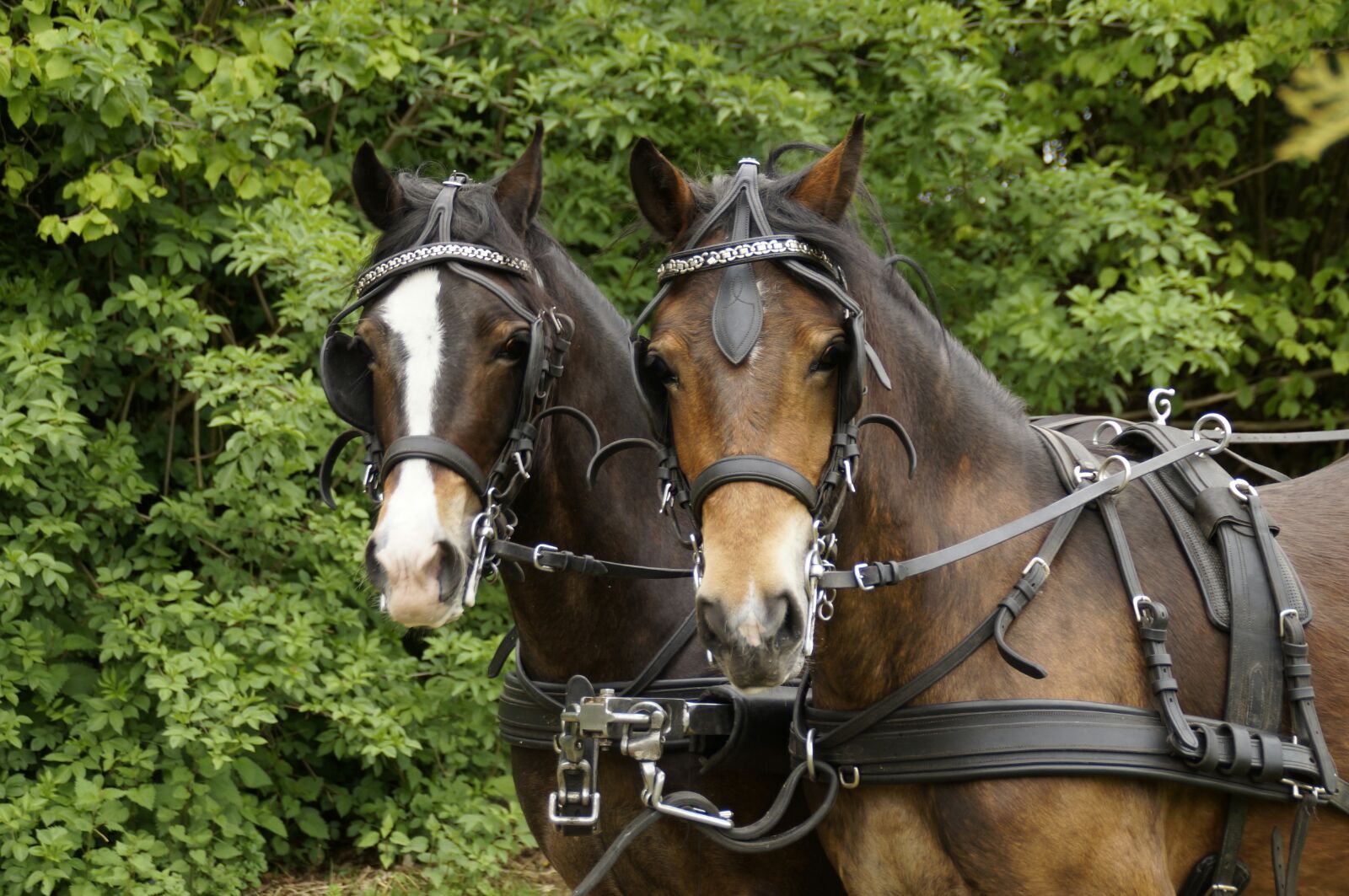 Princess Emily & Princess Shirley – Verkocht