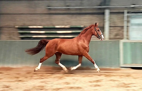 Jiantha (Sander x Larix)