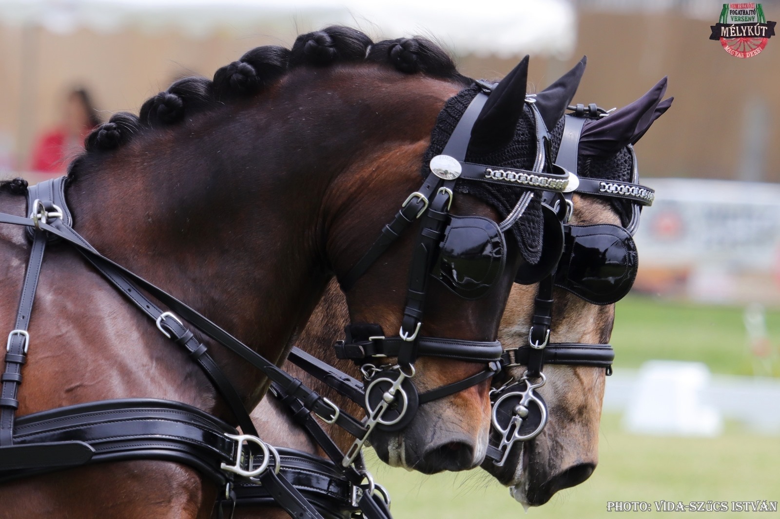 Luxe dressuur/presentatie tuig Van der Wiel Harness