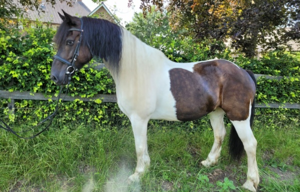 en Pony's te koop Archieven -