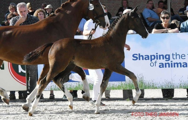 Subliem ZRTS (Ibsen B x Sander)