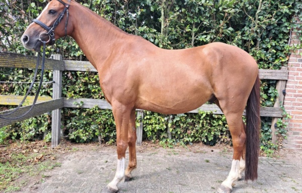 Eddy – Verkocht