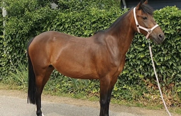 Richtje – Verkocht